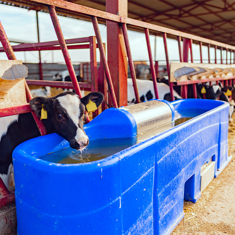 Comment les pompes et contrôleurs d’eau solaires Deye améliorent-ils l’efficacité de la production animale ?